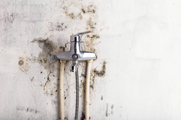 Reliable Portola, CA Mold Removal Solutions