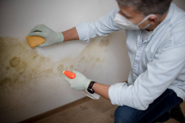 Best Water Damage Restoration  in Portola, CA