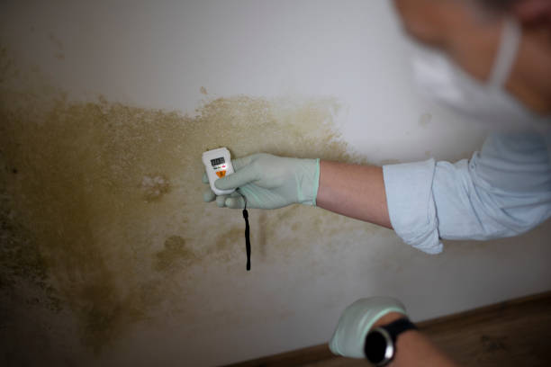Mold Removal Process in Portola, CA