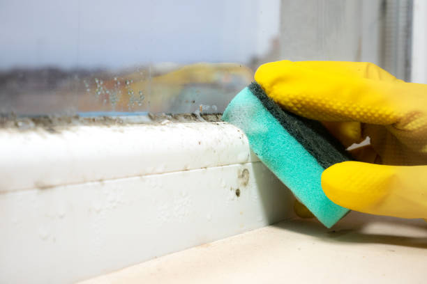 Crawl Space Mold Removal in Portola, CA