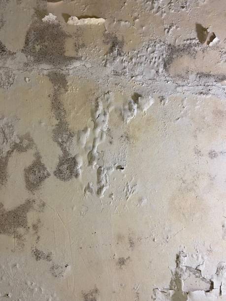 Best Mold Testing and Removal  in Portola, CA