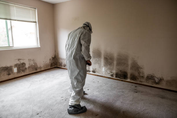 Best Professional Mold Removal  in Portola, CA